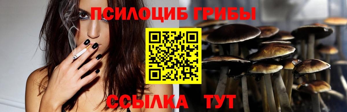 Псилоцибиновые грибы Psilocybe  Вход с VPN  Кувандык 